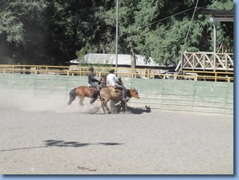 2 reiter  treiben Stier in der arena beim Rodeo Kurs mit antilco.